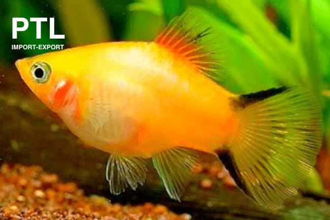 PTL72630  X MACUL PLATY ISR YELLOW TWIN BAR